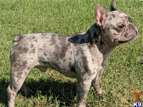 French Bulldog stud dog